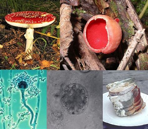 how are oomycetes and slime molds similar to fungi